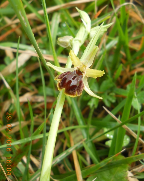 canip 290216 1.JPG