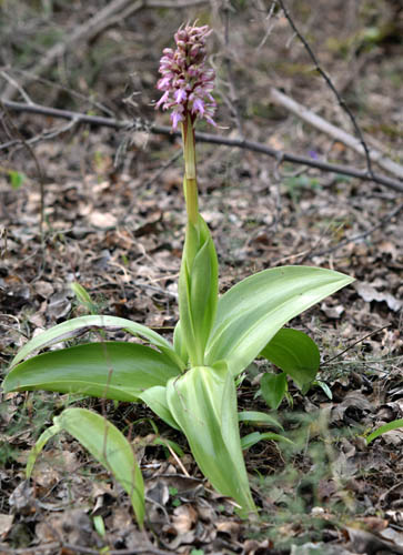 Himantoglossum robertianum 1.jpg