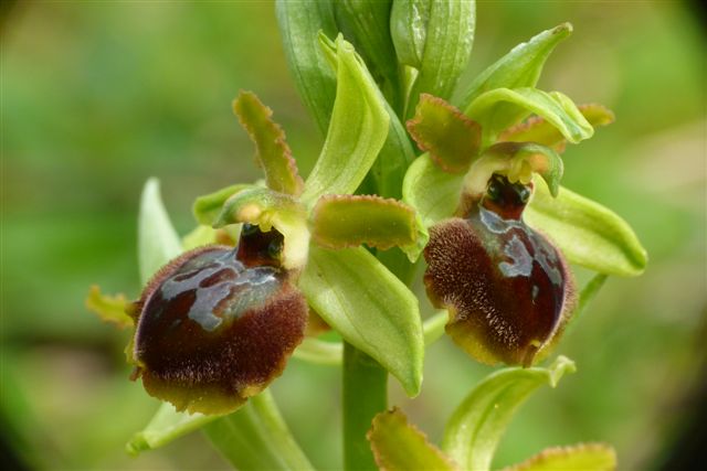 Oph. maritima  Lucca .JPG