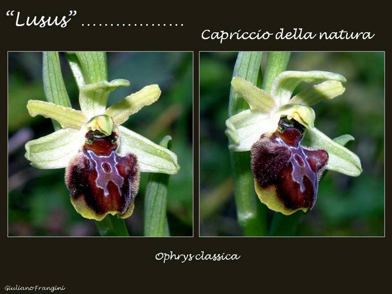 Ophrys classica- lusus.jpg