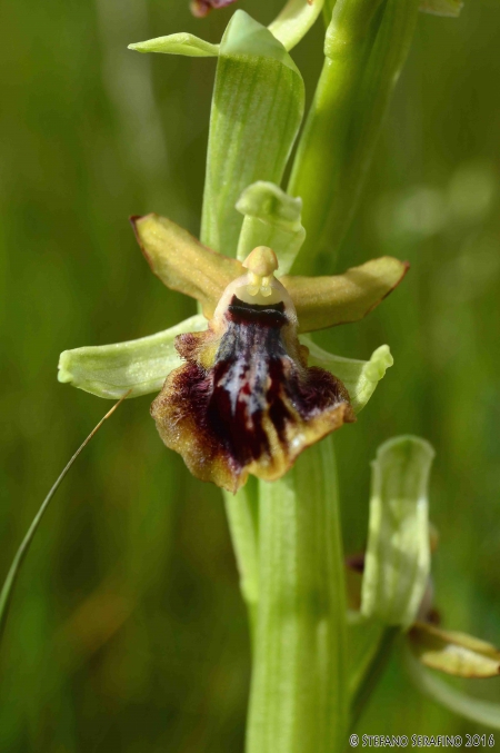Ophrys sp. (11)__1458352554_93.40.207.196.jpg
