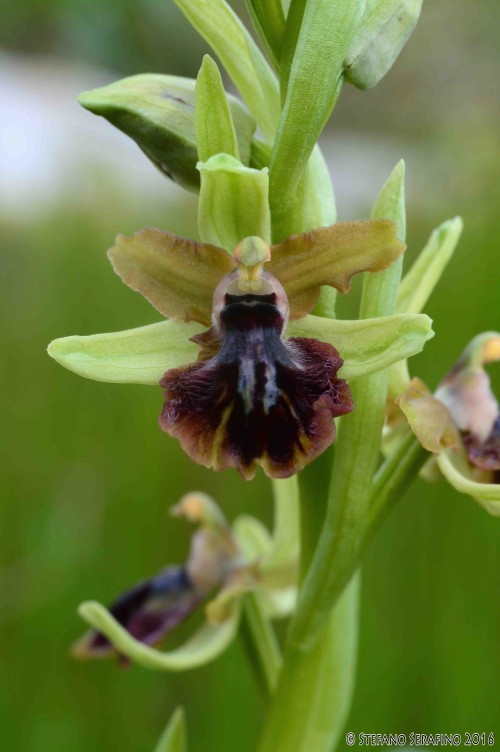 Ophrys sp.jpg