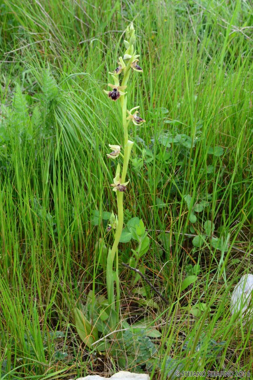 Ophrys sp. pl.jpg