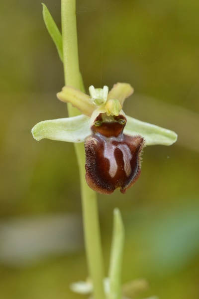 ophrys campese.jpg