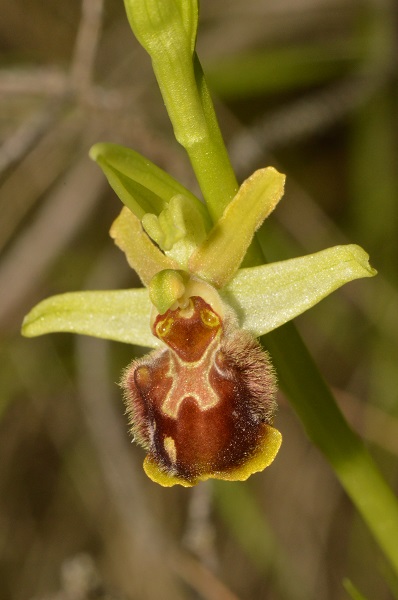 ophrys campese1.jpg