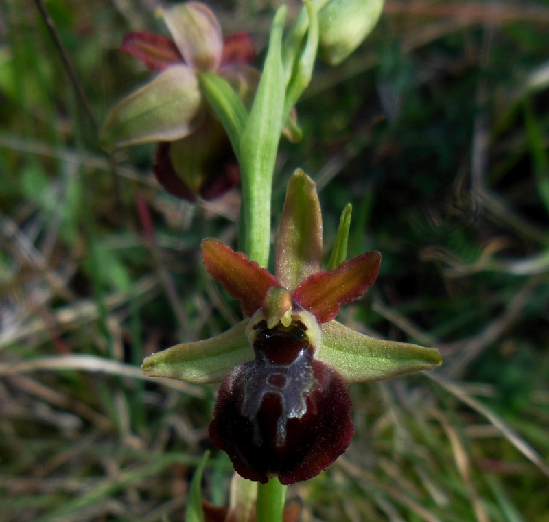 Ophrys sphegodes a Cerreto (7).jpg