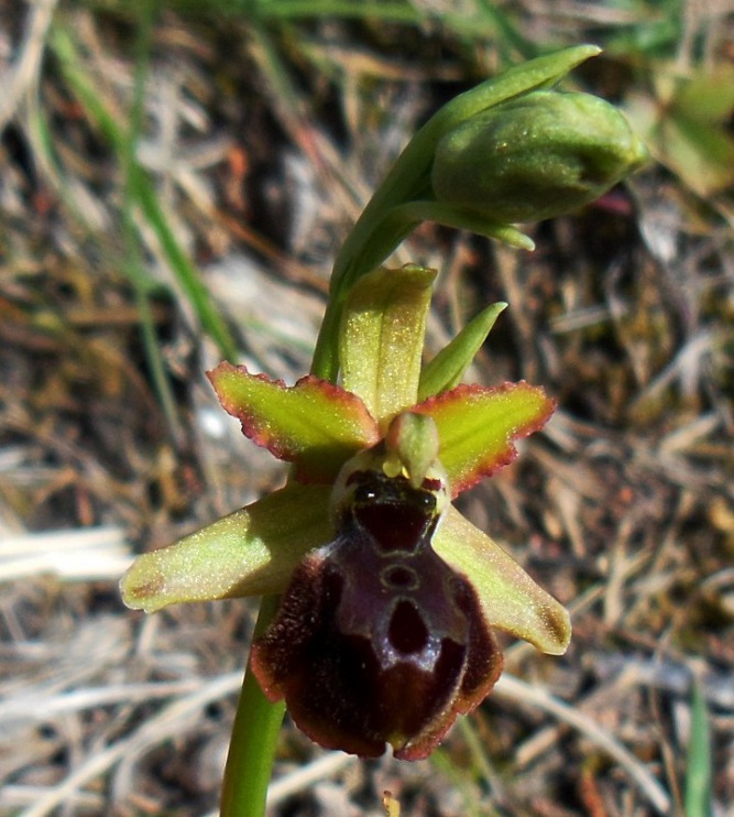 Ophrys sphegodes a Cerreto (8).jpg