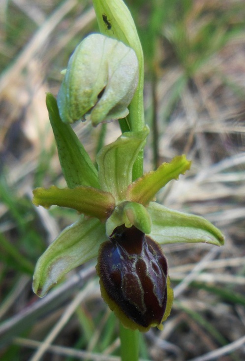 Ophrys sphegodes a Cerreto (9).jpg
