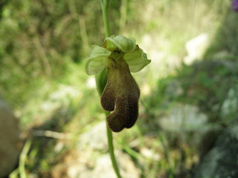 ophrys.jpg