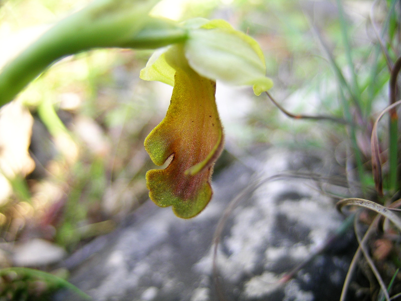 ophrys1.jpg