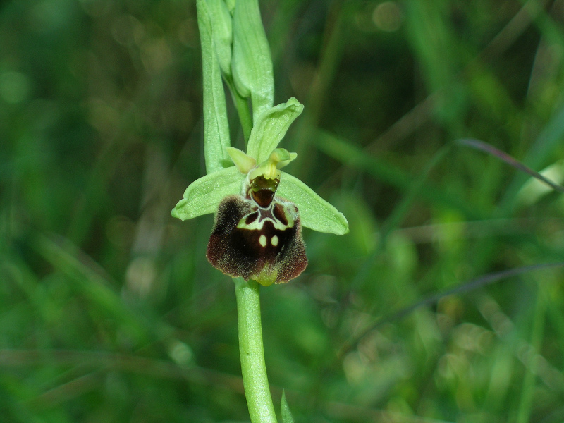 Ophrys par.jpg