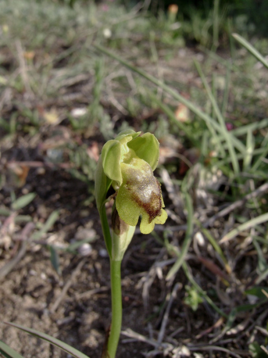 Ophrys lutea.jpg