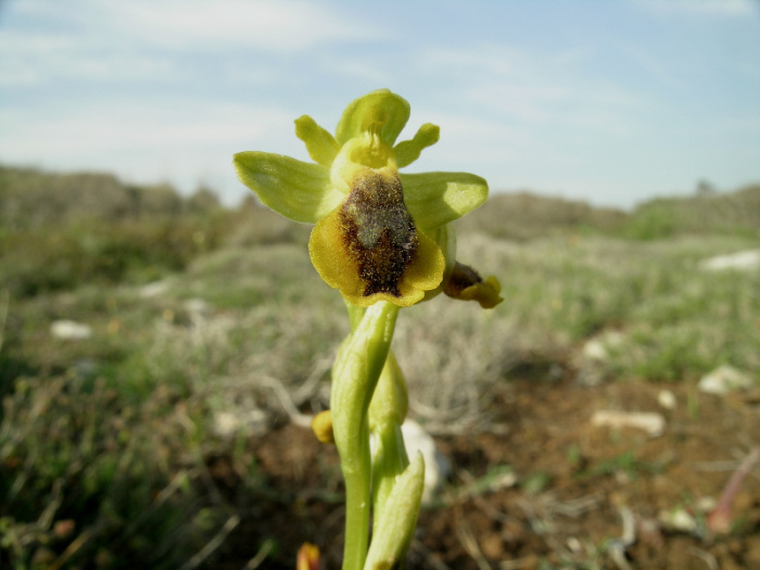 Ophrys lute.jpg