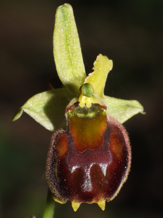 DSCF4584.jpg