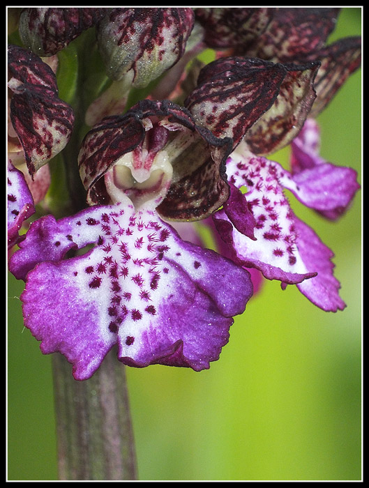 DSCF5217.jpg