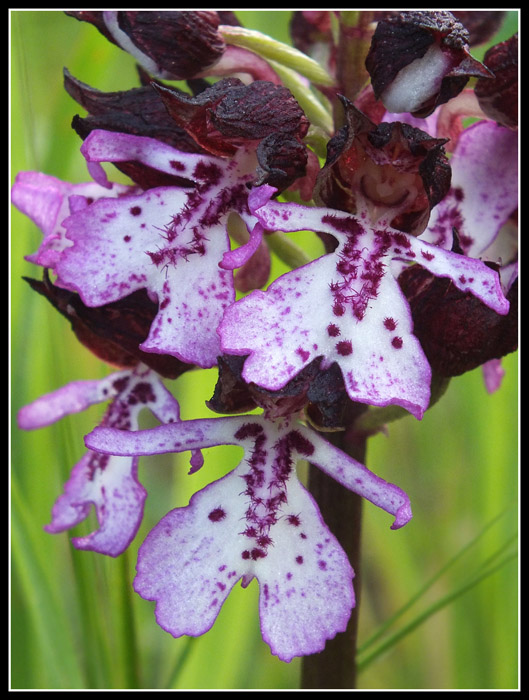DSCF5194.jpg