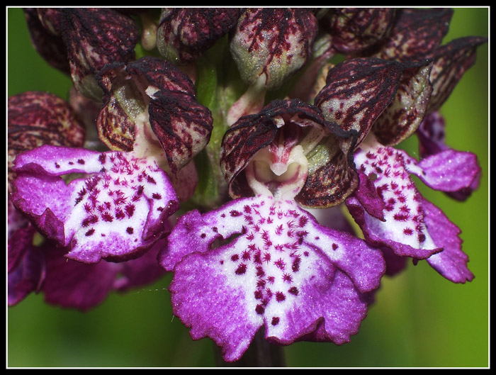 DSCF5225.jpg