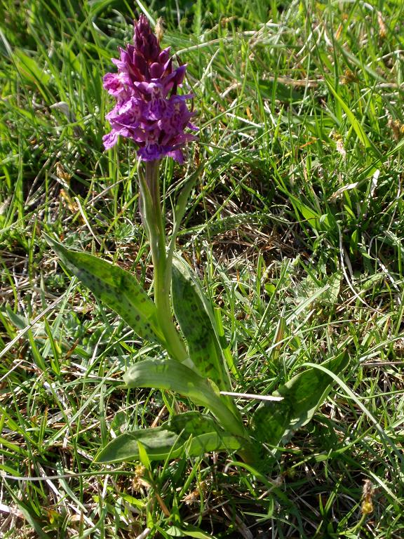 Dactylorhiza x influenza a.jpg