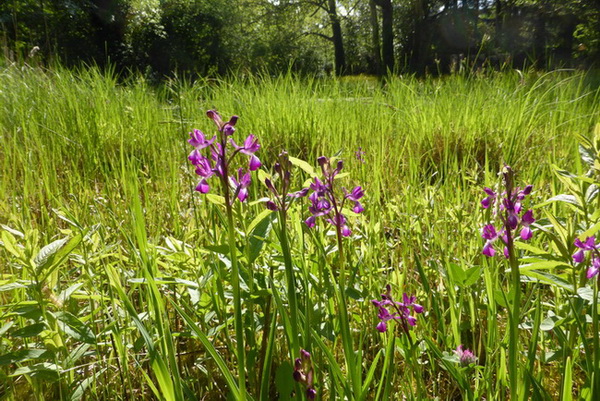 anacamtis laxxiflora prime fioriture 2016 foto 02.jpg