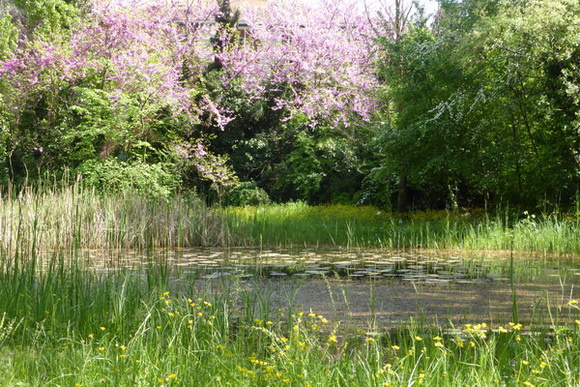 stagno didattico giardini margherita foto 02.jpg