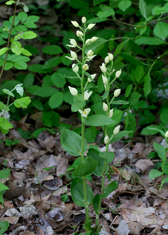 1o-cephalanthera-damasonium-XMG_2936.jpg