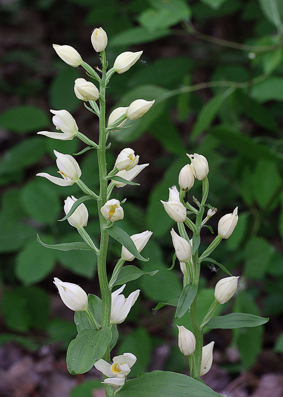 2o-cephalanthera-damasonium-XMG_2946.jpg