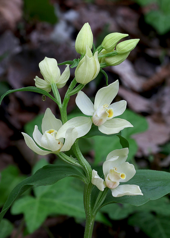 3o-cephalanthera-damasonium-XMG_2950.jpg