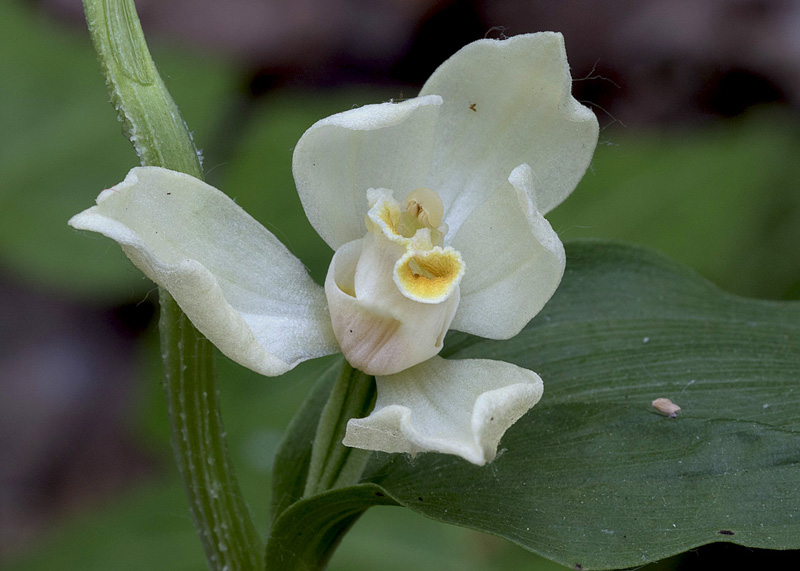 4o-cephalanthera-damasonium-XMG_2957.jpg