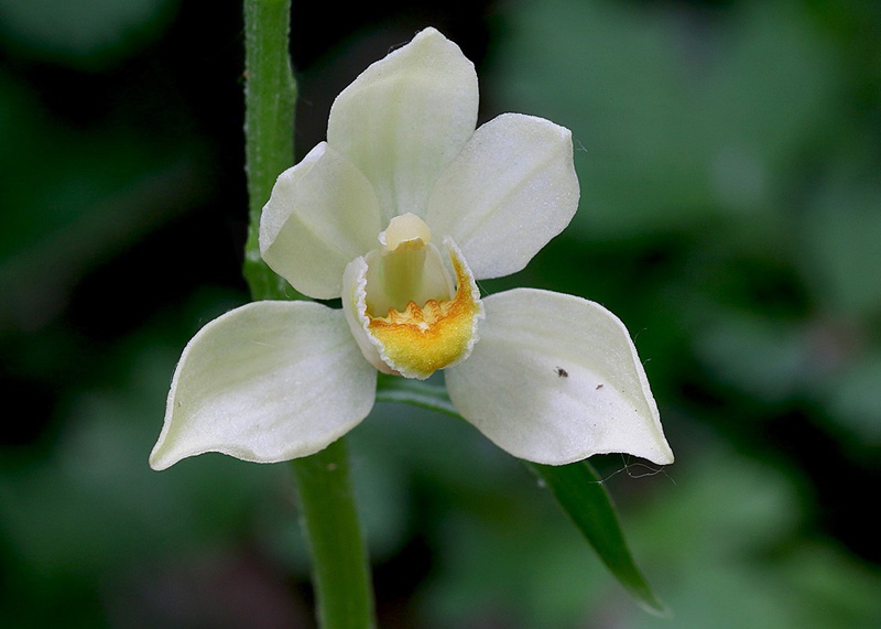 5o-cephalanthera-damasonium-XMG_2964.jpg