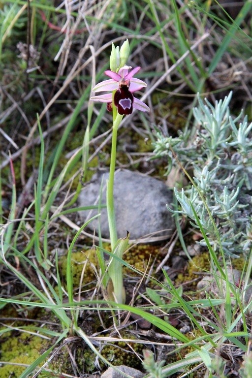 Immagine 129.jpg