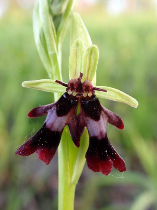 Lusus naturae Ophrys insectifera.jpg