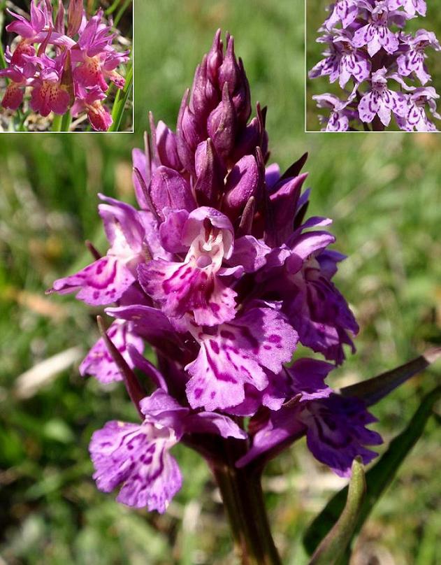 Dactylorhiza x influenza c.jpg