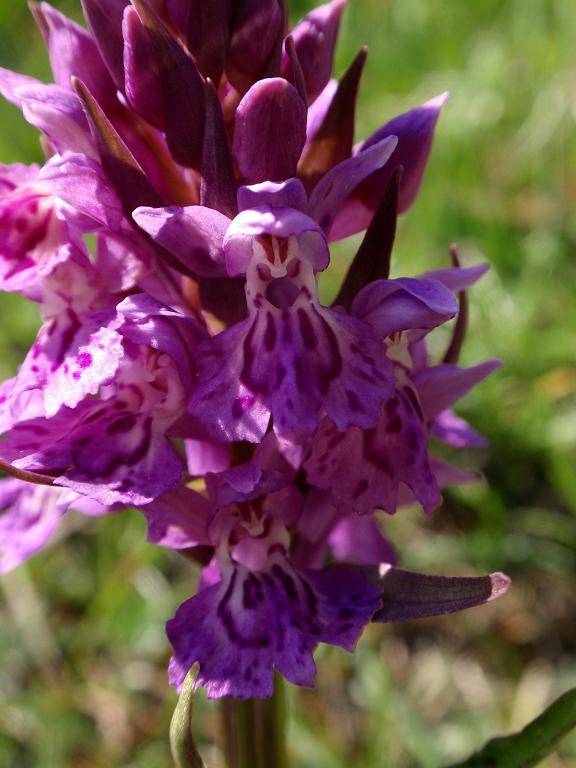 Dactylorhiza x influenza b.jpg