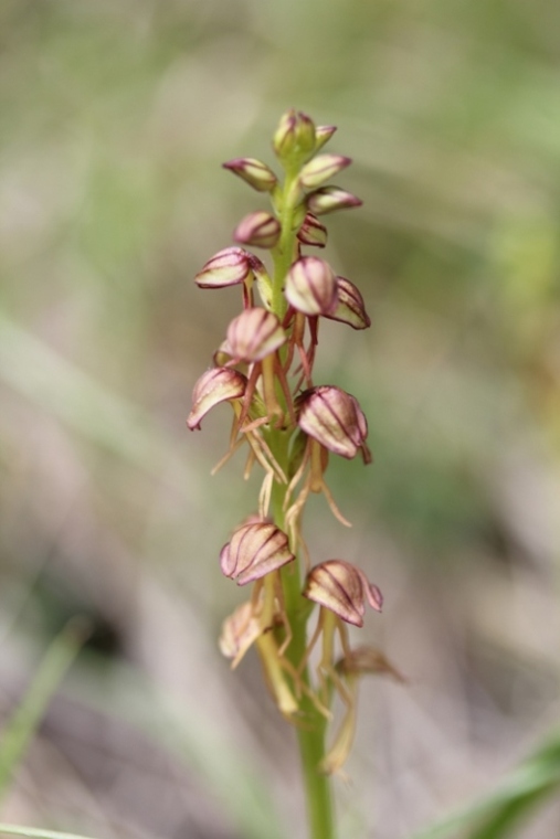 Orchis anthropophora.JPG