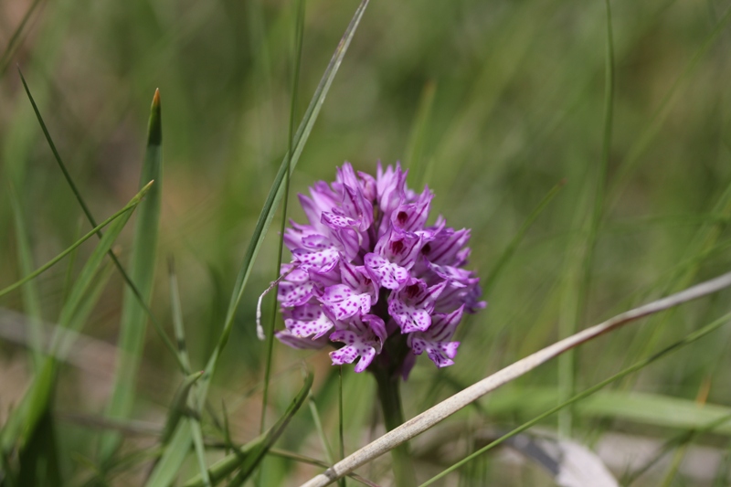 Neotinea tridentata.JPG