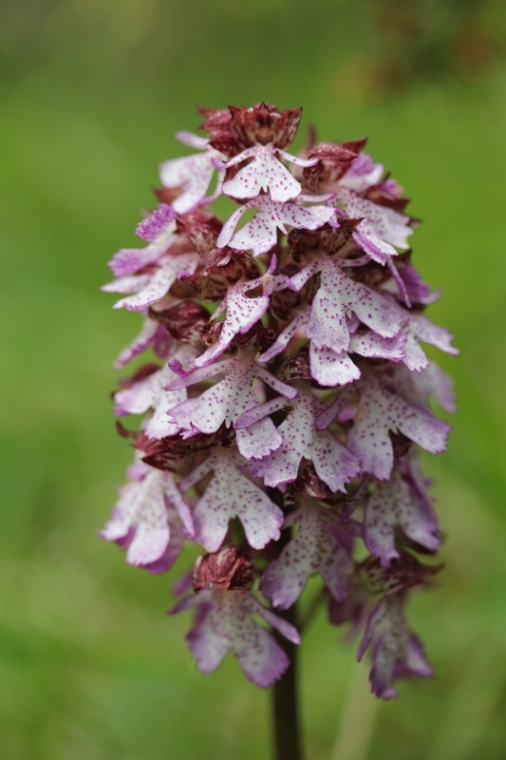 Orchis purpurea.JPG
