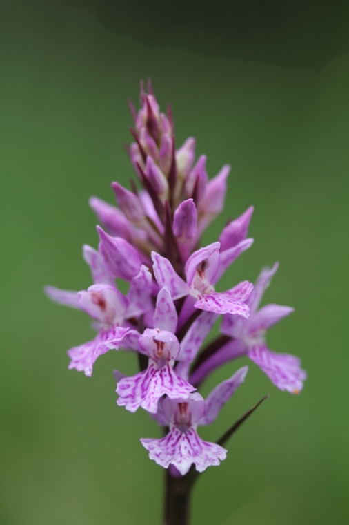 Dactylorhiza fuchsii.JPG