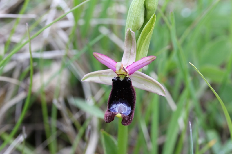 Ophrys bertolonii.JPG