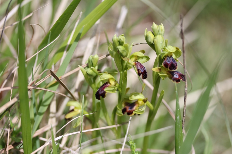 Ophrys fusca.JPG