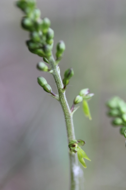 Listera ovata.JPG