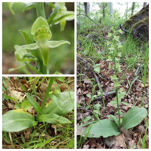 Collage_PLATANTHERA1.jpg