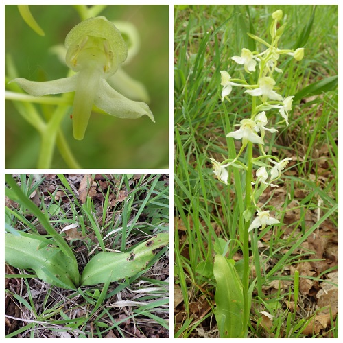 Collage_PLATANTHERA2.jpg