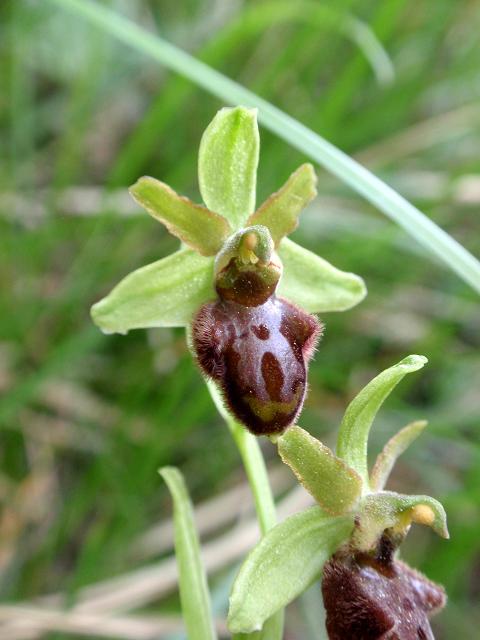 Ophrys ID a.jpg