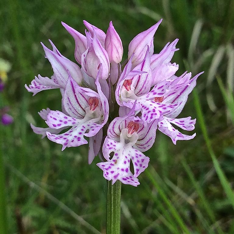 Neotinea tridentata 105 Kb ( fiore chiaro ).jpg