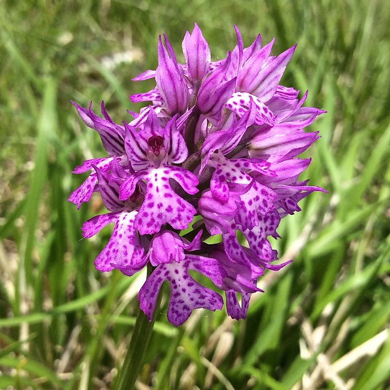 neotinea tridentata 114 Kb ( fiore scuro ).jpg