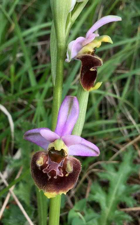 ophrys a Sassalbo ( MS ) 57 Mb, 16 - maggio - 2016.jpg