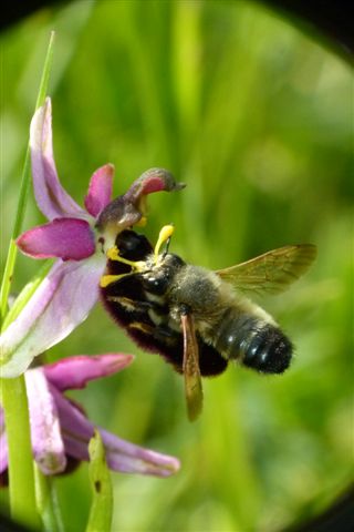 Megachile sp su Oph. romol. Fiesole Fi. .JPG