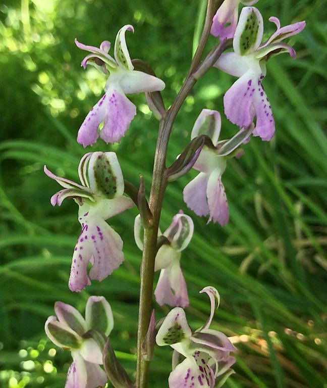 Orchis patens - 79 Kb.jpg