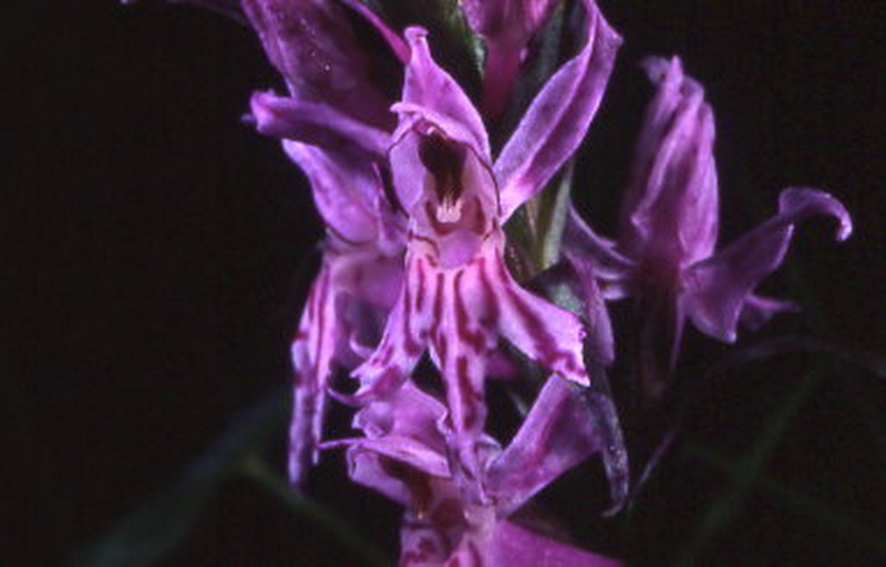 dactyloriza fuchsii var.saccifera box 2 c.2 d.26.jpg