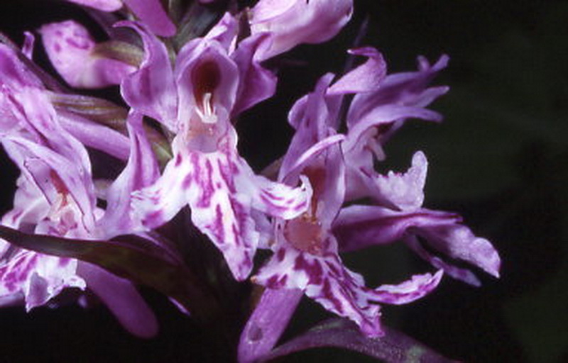 dactyloriza fuchsii var.saccifera box 2 c.2 d.43.jpg
